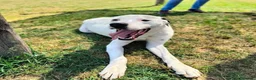 Meticcio cani in regalo: Rosario, cucciolone mix dalmata e dogo  - Annuncio 3