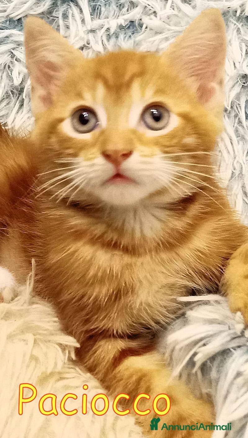 Europeo gatti PACIOCCO UN BATUFFOLO DI GATTINO - Annuncio 22