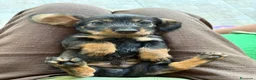 Bassotto cani in vendita: Cuccioli di bassotto a pelo duro - Annuncio 3
