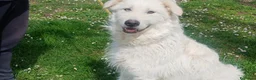 Meticcio cani in regalo: SANDRINO HA PERSO TUTTO, IN ADOZIONE - Annuncio 4