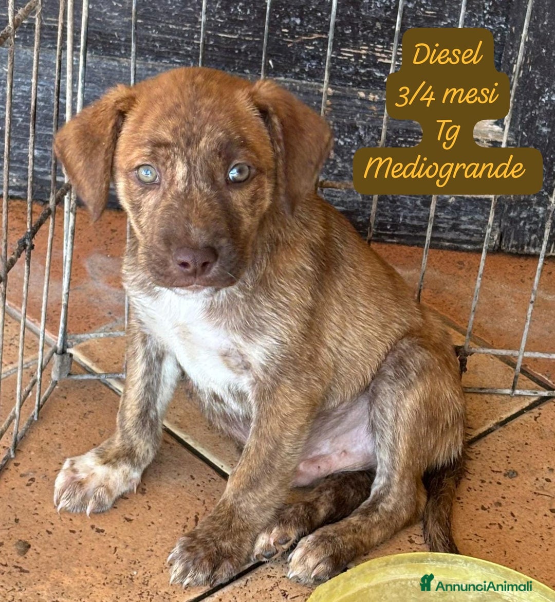 Meticcio cani in regalo: Cuccioli, non hanno chiesto di nascere  - Annuncio 4