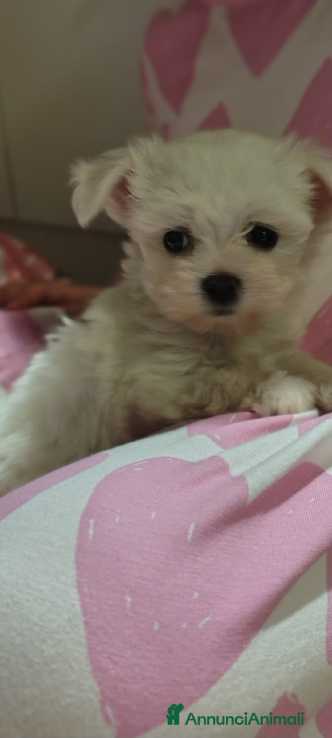 Maltese cani in vendita: Maltese muni - Annuncio 2