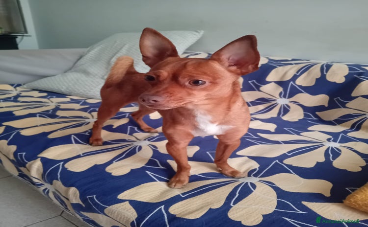 Pinscher Miniatura cani a Città Metropolitana di Bari - Annuncio 12