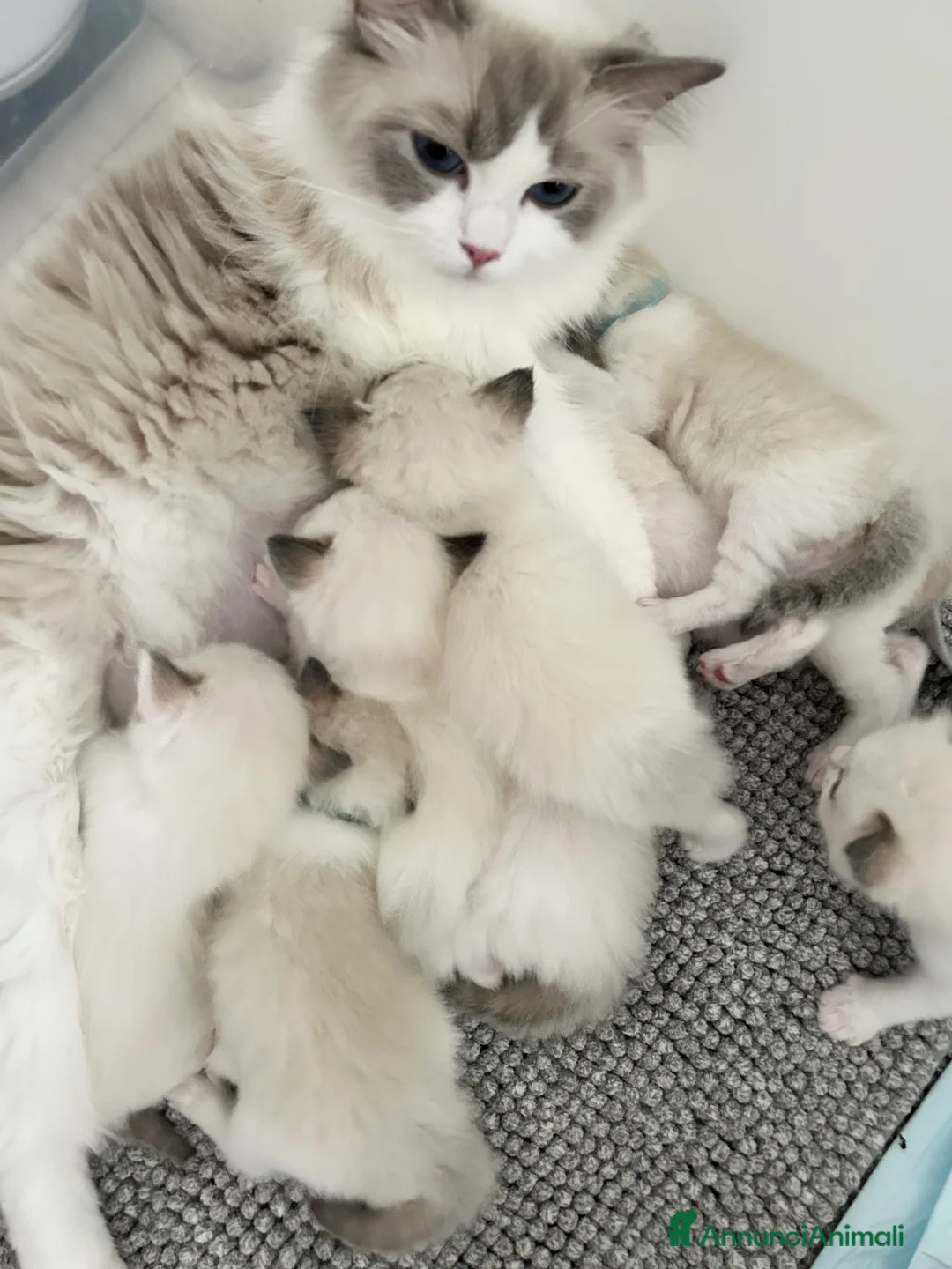 Ragdoll gatti in vendita: Cuccioli ragdoll con Pedigree  - Annuncio 6