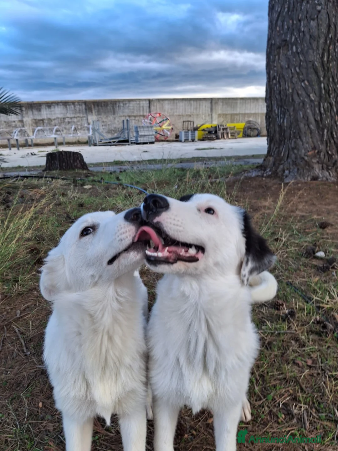 Meticcio cani in regalo: BRIE 🩷 MA DAVVERO NESSUNO MI VUOLE? 🥺 a Provincia di Modena - Annuncio 16