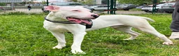 Dogo Argentino cani in regalo: ALBINO DOGO ARGENTINO - Annuncio 3