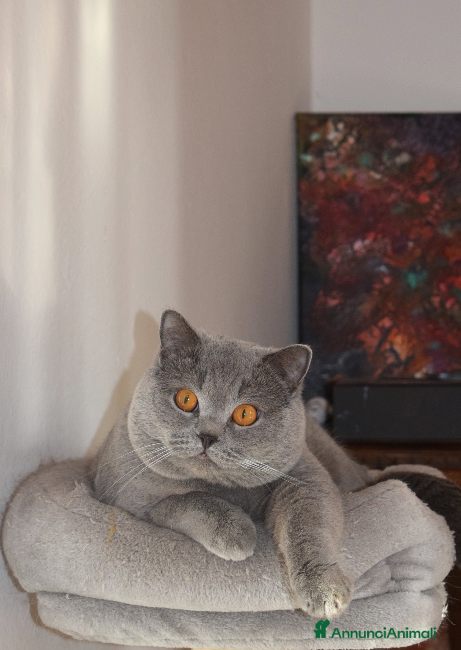 British gatti British per accoppiamento - Annuncio 1