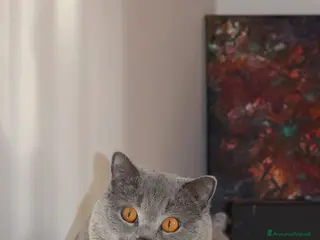 British gatti British per accoppiamento - Annuncio 1