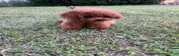 Barboncino Toy cani in vendita: Barboncini toy  - Annuncio 6