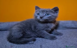 Certosino gatti in vendita: Cuccioli di CERTOSINO PURISSIMI a Metropolitan City of Milan - Immagine 8