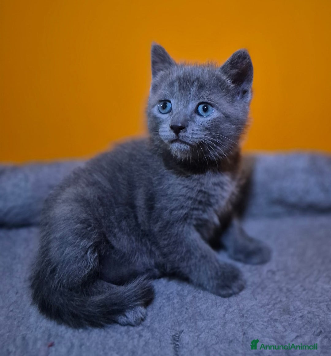 Certosino gatti in vendita: Cuccioli di CERTOSINO PURISSIMI a Metropolitan City of Milan - Immagine 8