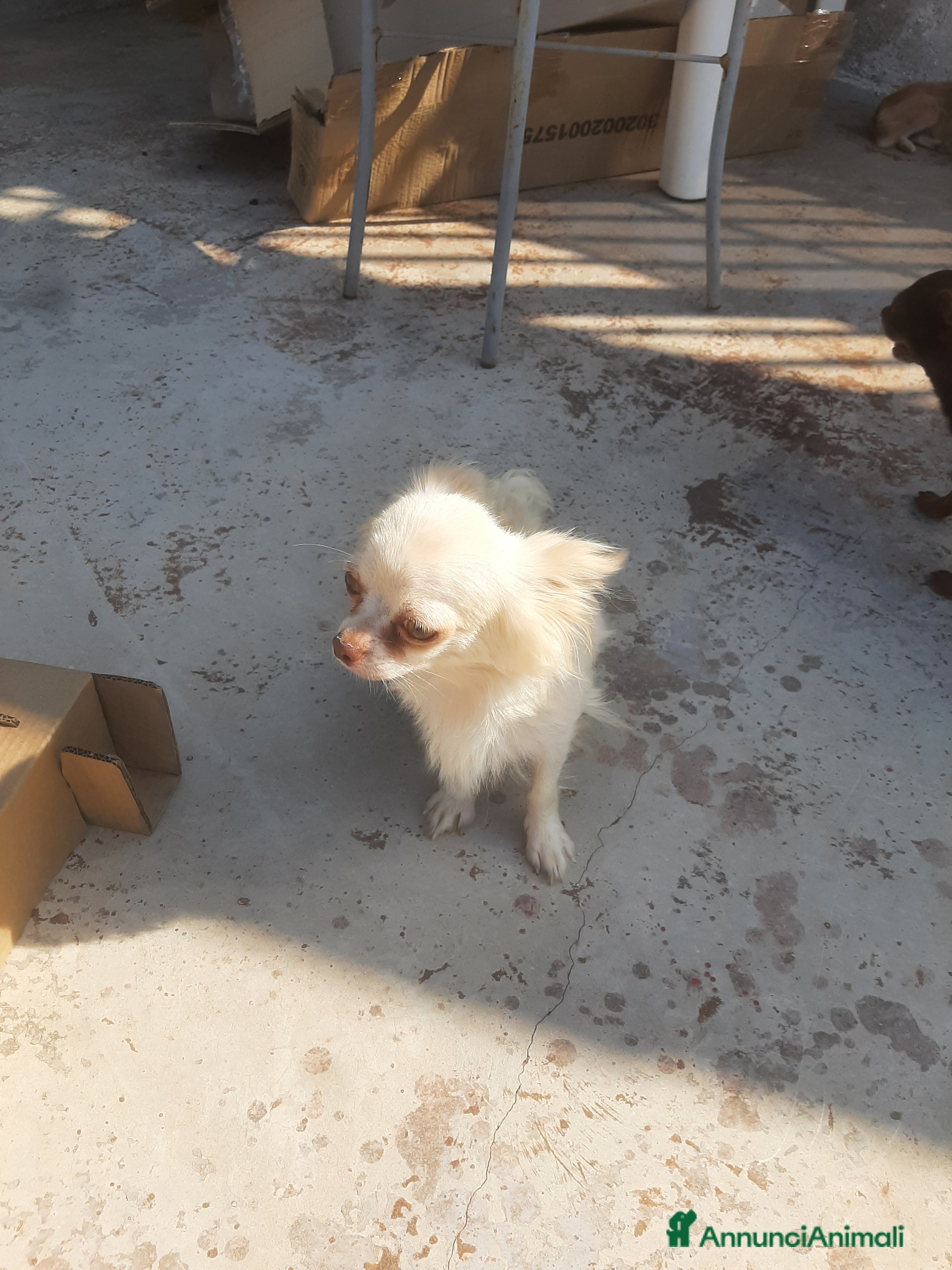 Chihuahua cani maschietto chihuahua pelo lungo pedigree enci  - Annuncio 4