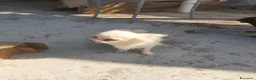 Chihuahua cani in vendita: maschietto chihuahua pelo lungo pedigree enci  - Annuncio 1