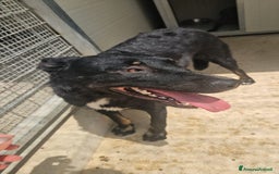 Meticcio cani in regalo: Carlo: 1 anno e mezzo, socievole, timido, dolce a Città Metropolitana di Genova - Immagine 31