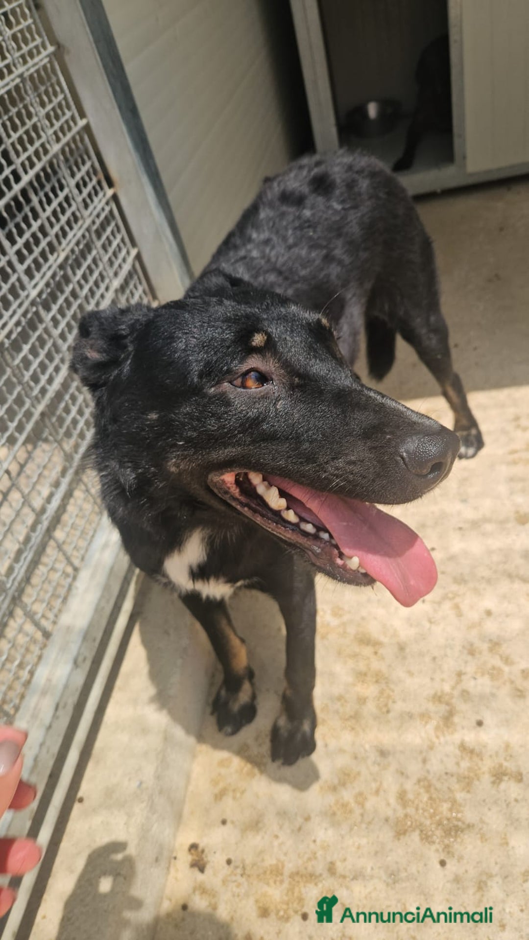 Meticcio cani in regalo: Carlo: 1 anno e mezzo, socievole, timido, dolce a Città Metropolitana di Genova - Immagine 31