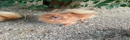 Spitz cani in vendita: Spitz tedesco piccolo volpino  - Annuncio 2