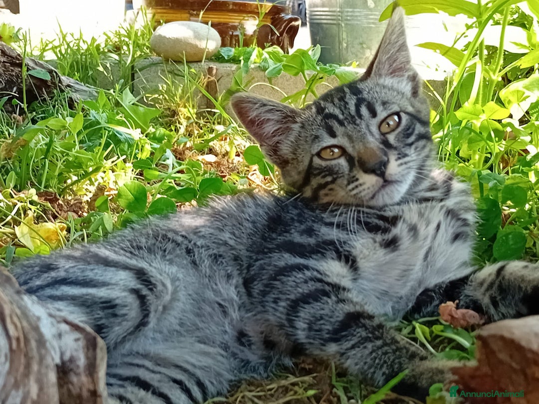 Europeo gatti in regalo: Micina 3mesi tigrata tricolore SOS VOGHERA  - Annuncio 3