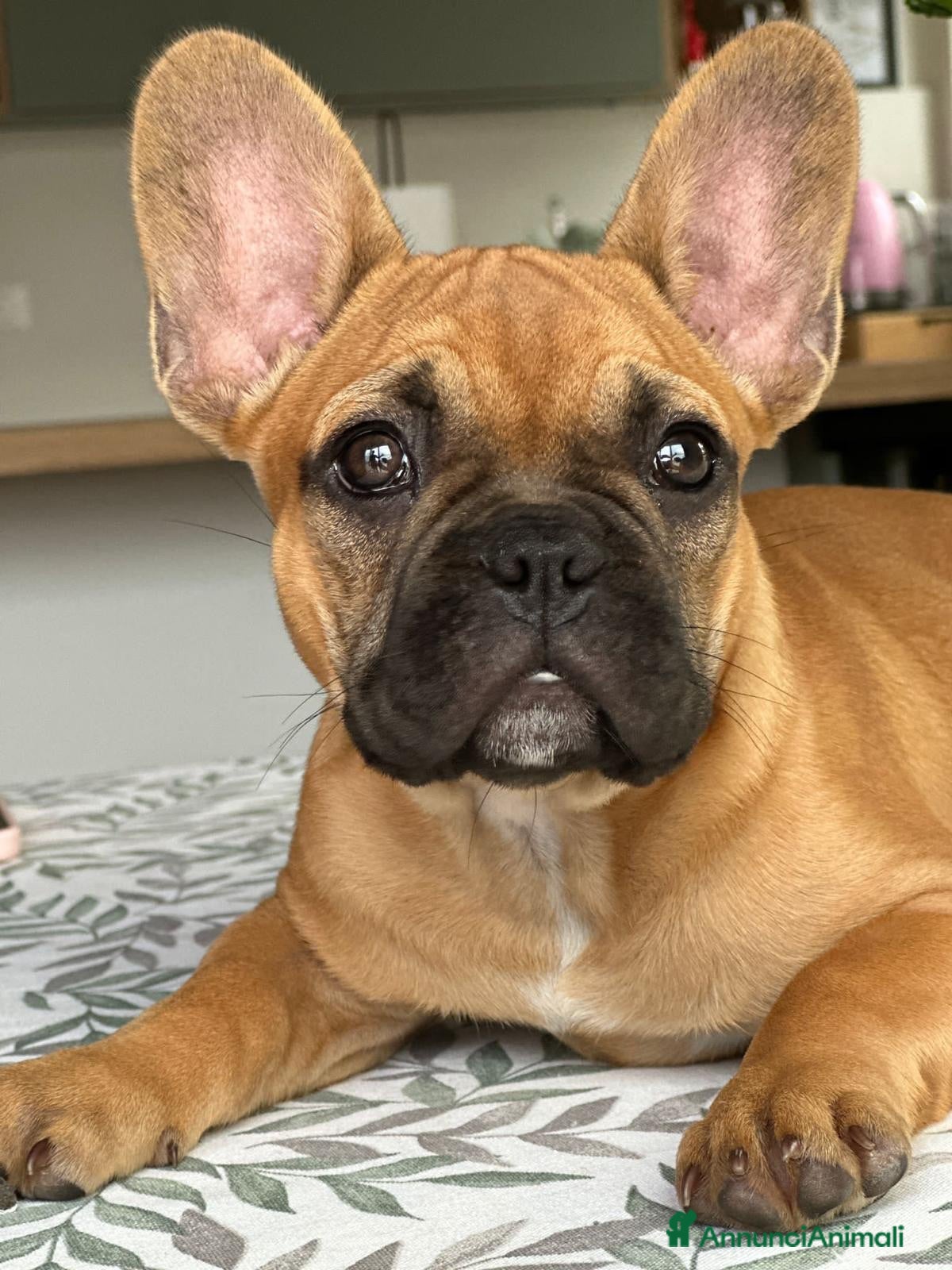 Bulldog Francese cani Bulldog francese  - Annuncio 4