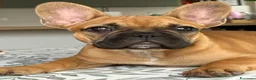 Bulldog Francese cani in vendita: Bulldog francese  - Annuncio 1