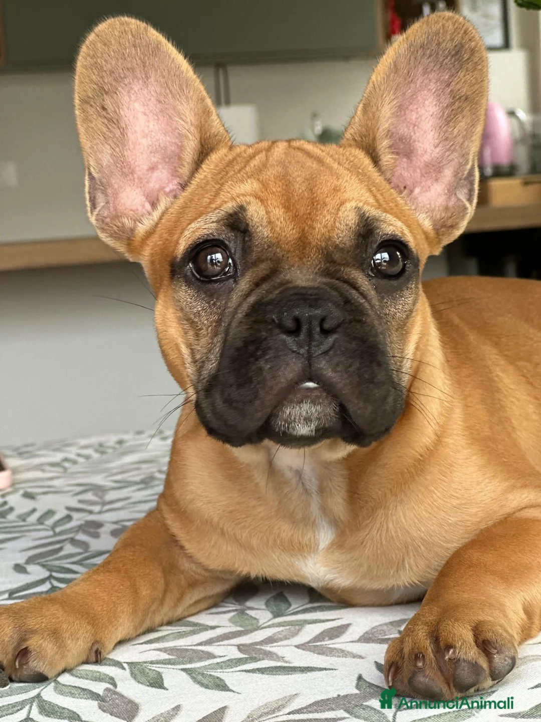 Bulldog Francese cani in vendita: Bulldog francese  - Annuncio 1