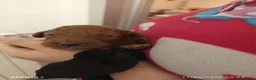 Barboncino cani in vendita: Barboncino nano red a Provincia di Arezzo - Annuncio 3