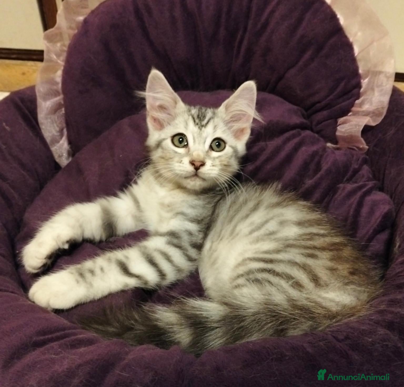 Siberiano gatti Siberiano  - Annuncio 2