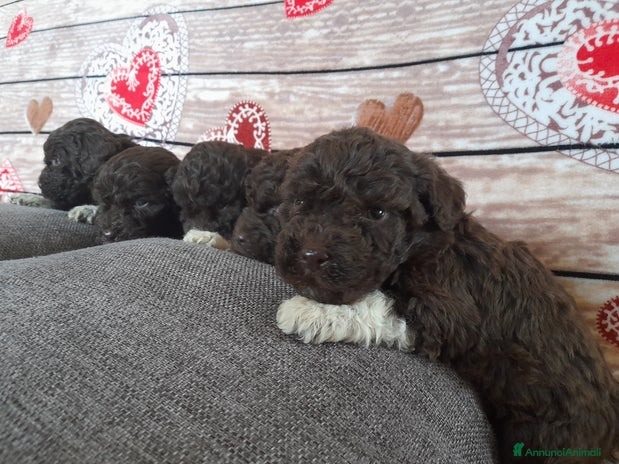 Lagotto cani a Città metropolitana di Roma Capitale - Annuncio 5
