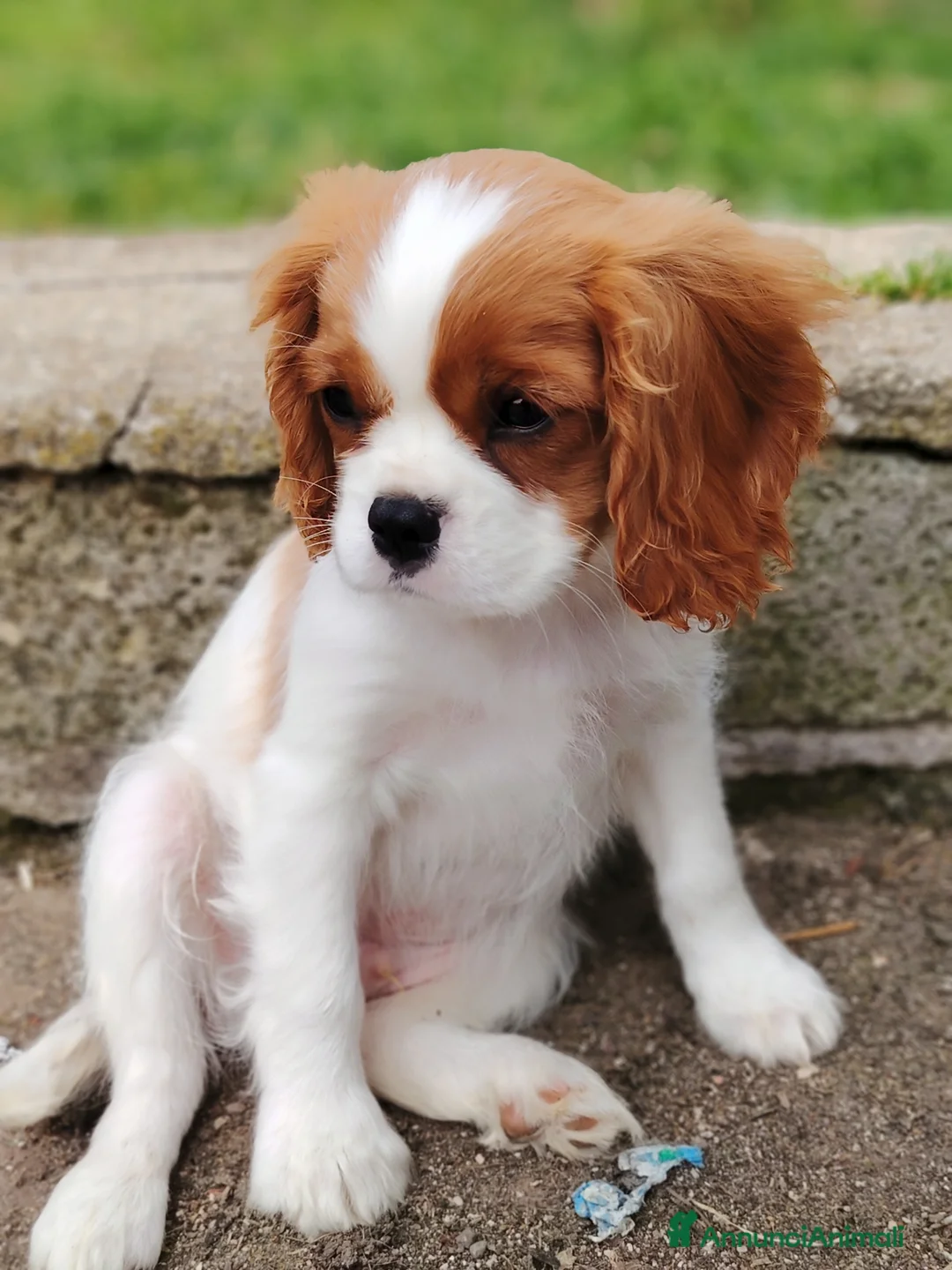 Cavalier King cani in vendita: Cavalier King a Città metropolitana di Roma Capitale - Annuncio 8