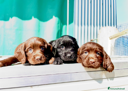Cocker cani COCKER SPANIEL INGLESE - Annuncio 1