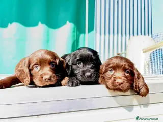 Cocker cani COCKER SPANIEL INGLESE - Annuncio 1