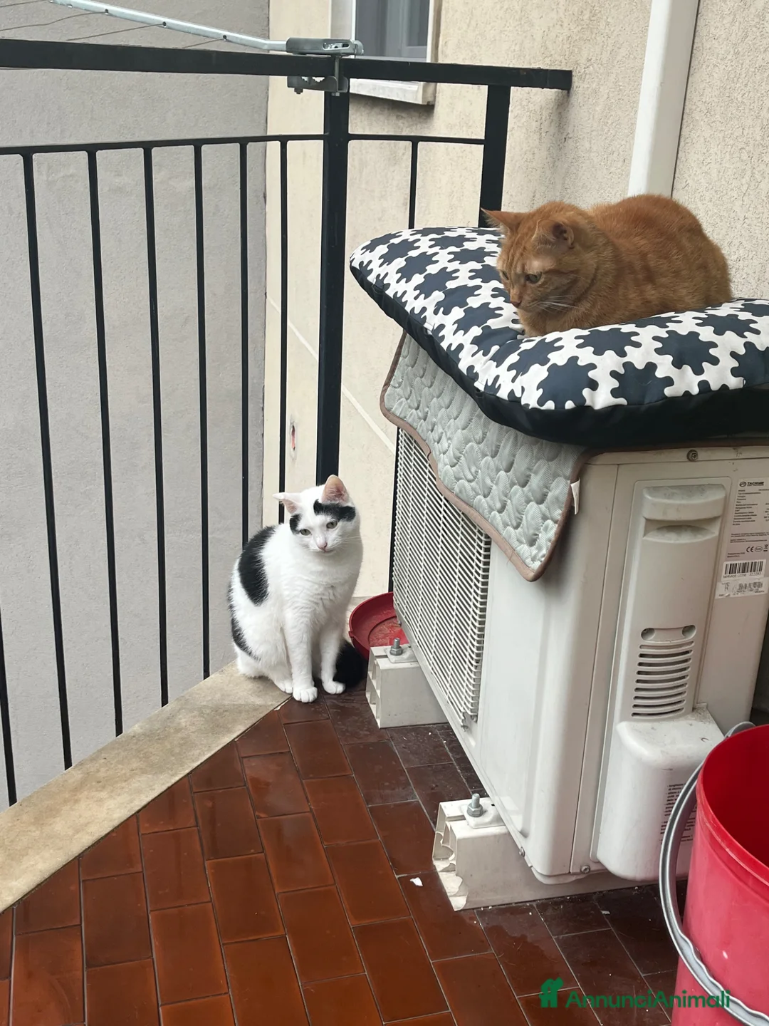 Europeo gatti in regalo: Goku e lady  - Annuncio 2