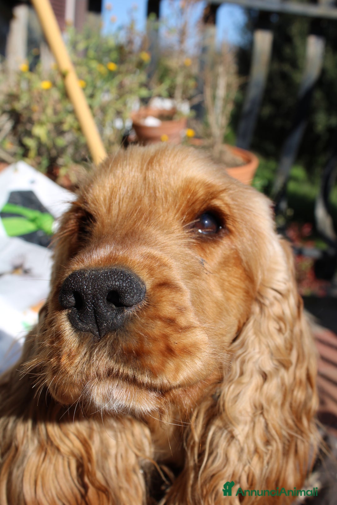 Cocker cani in vendita: Cocker spaniel inglese  - Annuncio 6