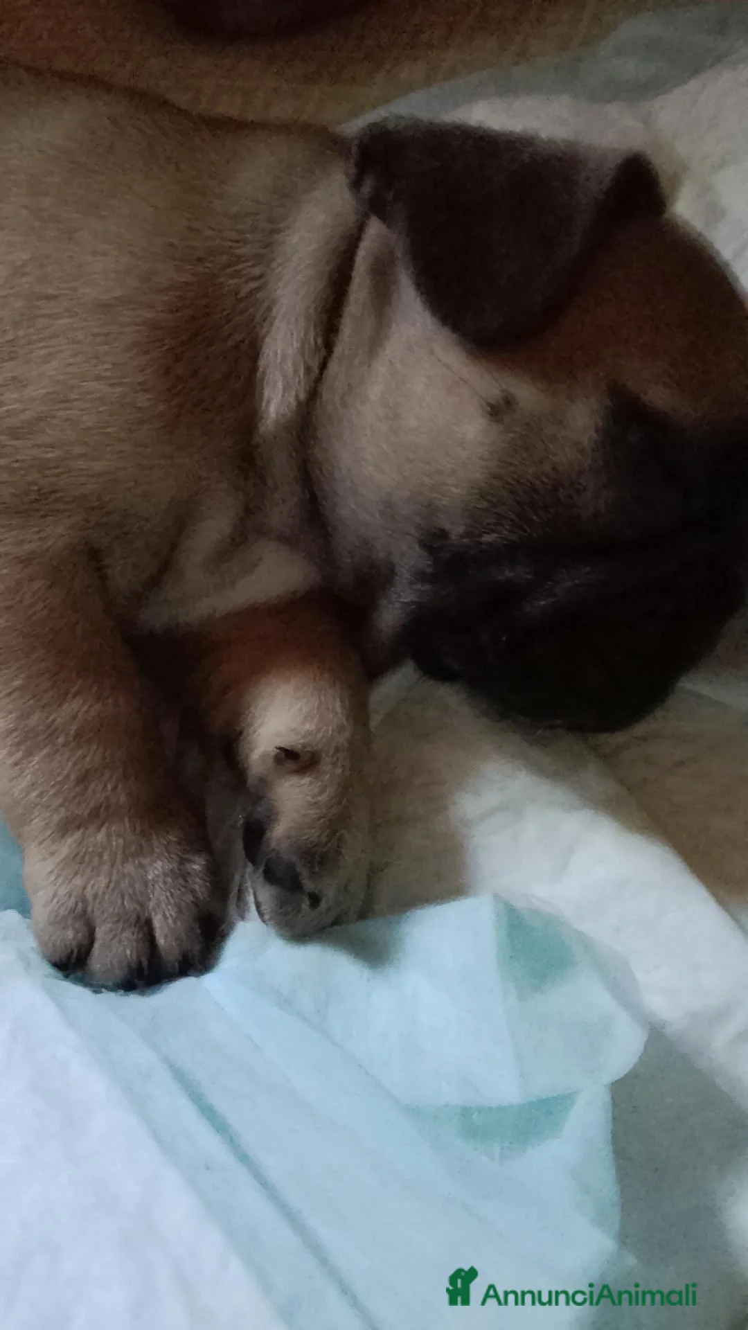 Bulldog Francese cani in vendita: Splendidi cuccioli di bouldogue francese  - Annuncio 1