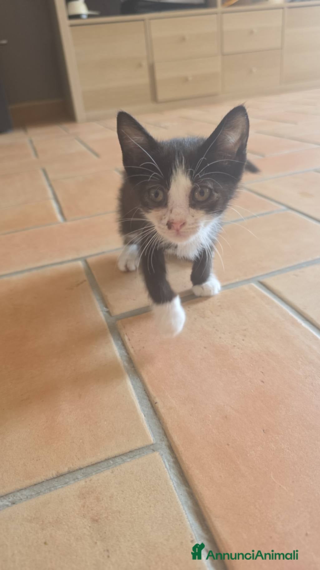 Europeo gatti Trovatello cerca casa - Annuncio 1
