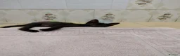 Meticcio gatti in regalo: Ciao a tutti da Sofì.! Splendida gattina di 2 mesi - Annuncio 9