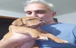 Dogue de Bordeaux cani in vendita: Disponibili Cuccioli di Dogue de Bordeaux a Provincia di Modena - Immagine 12