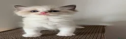 Ragdoll gatti in vendita: Gattino Ragdoll con pedigree - Annuncio 8
