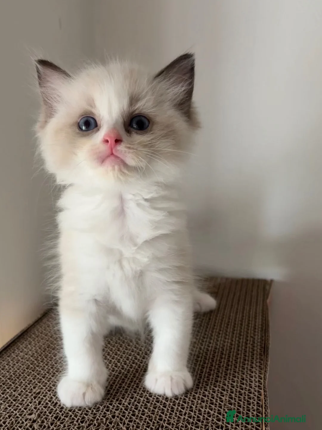 Ragdoll gatti in vendita: Gattino Ragdoll con pedigree - Annuncio 8
