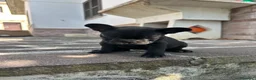 Bulldog Francese cani in vendita: bulldog francese nero tigrato  - Annuncio 8