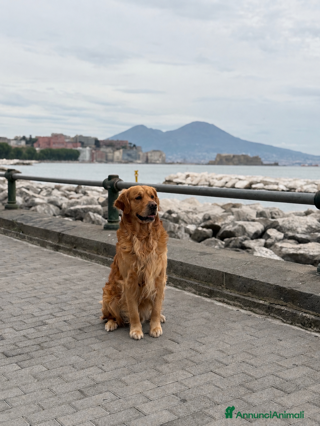 Golden Retriever cani cerco femmina per accoppiamento - Annuncio 17