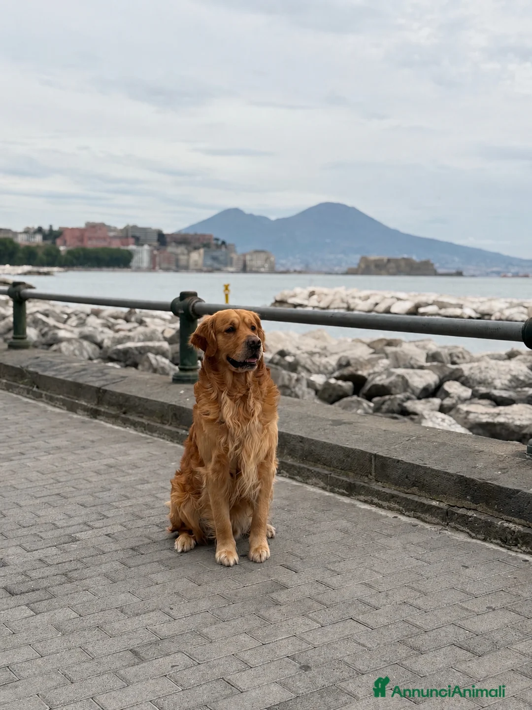 Golden Retriever cani per accoppiamento: cerco femmina per accoppiamento a Città Metropolitana di Napoli - Annuncio 1