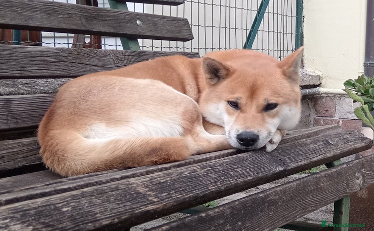 Shiba Inu cani - Annuncio 1