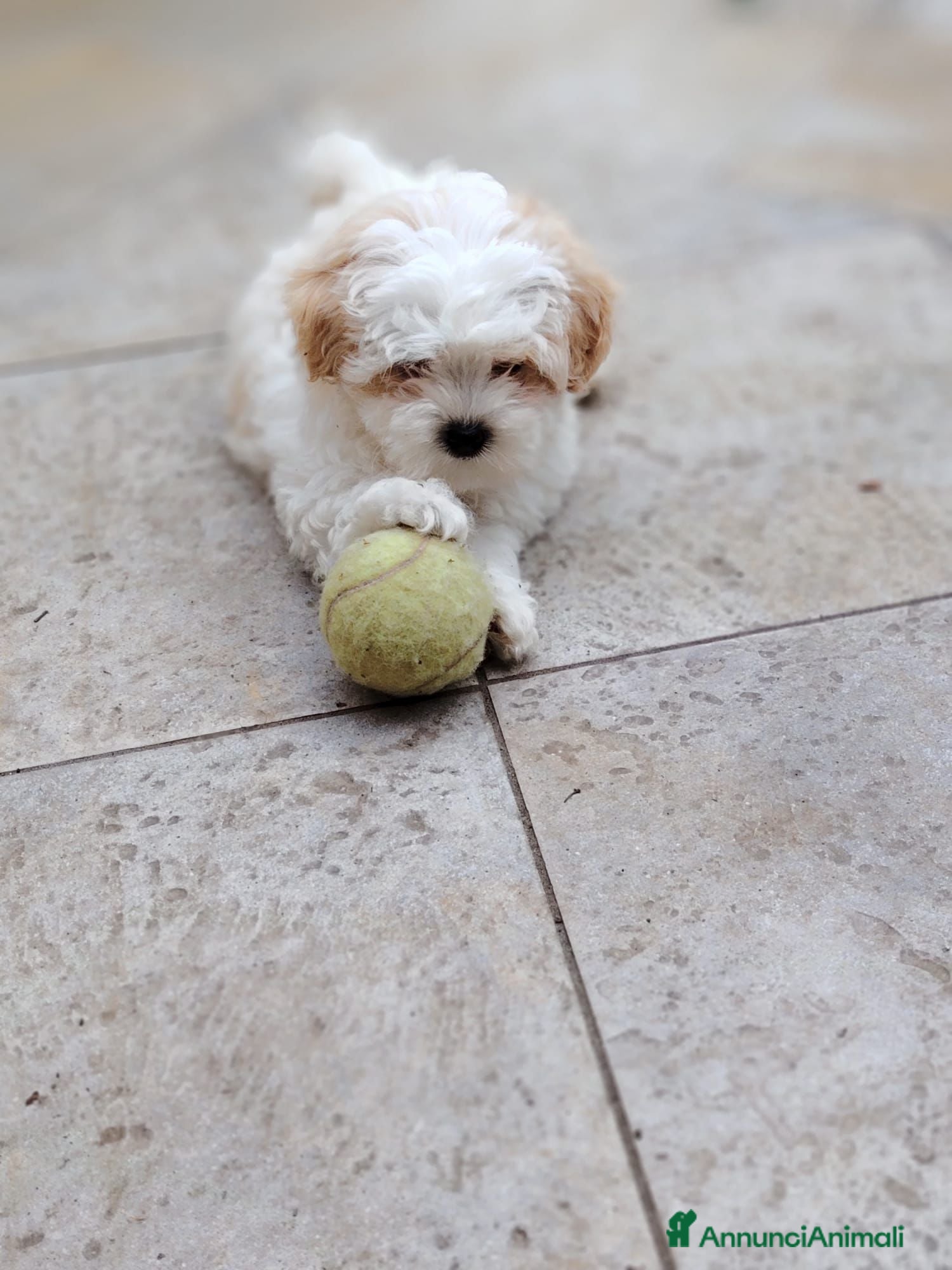 Maltese cani La piccola maltese cerca casa a Città metropolitana di Roma Capitale - Annuncio 15