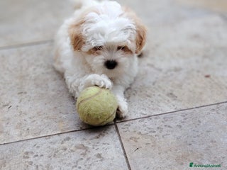 Maltese cani La piccola maltese cerca casa a Città metropolitana di Roma Capitale - Annuncio 15