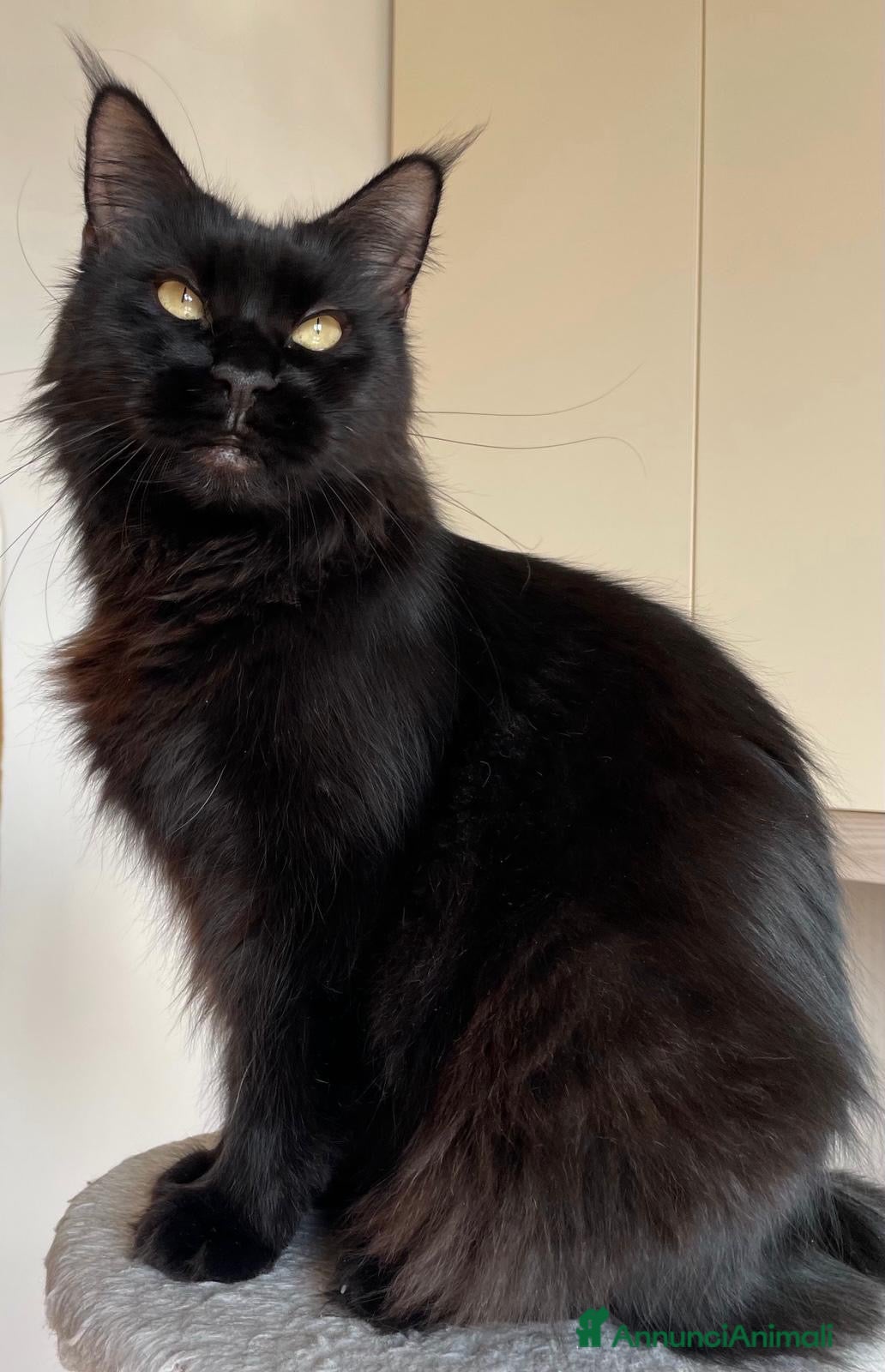 Maine Coon gatti Cuccioli maine coon con pedigree - Annuncio 1