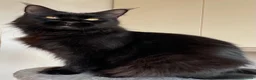 Maine Coon gatti in vendita: Cuccioli maine coon con pedigree - Annuncio 1