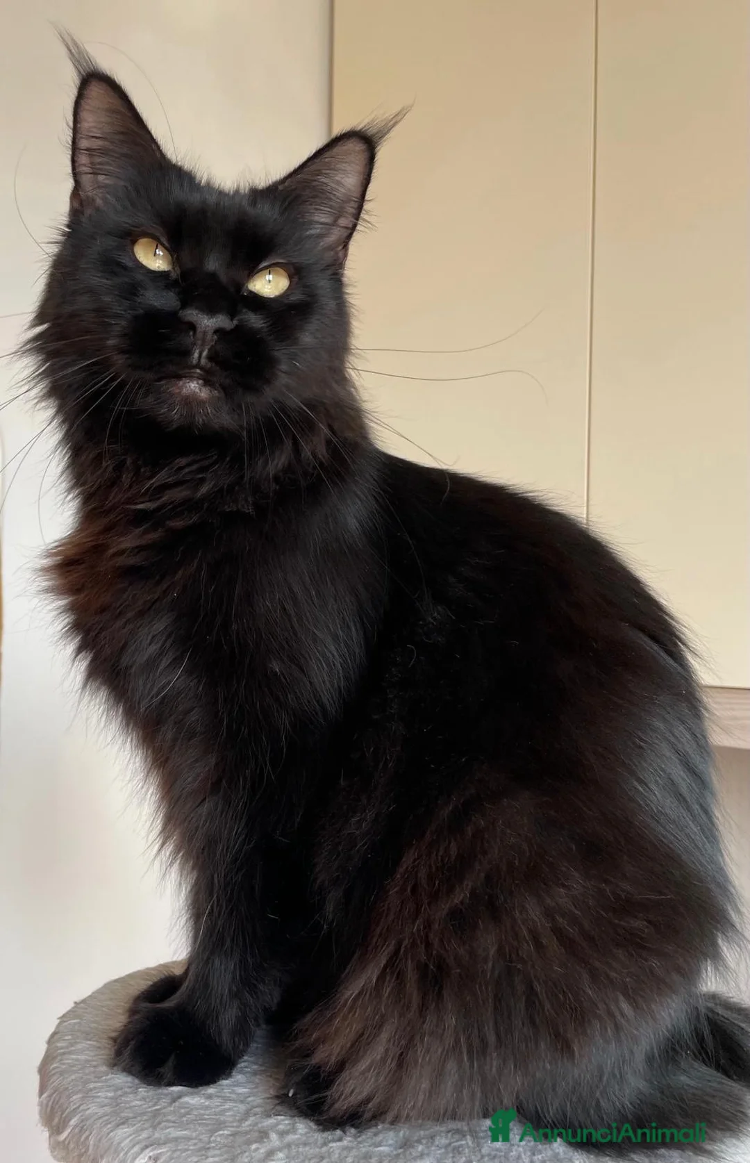 Maine Coon gatti in vendita: Cuccioli maine coon con pedigree - Annuncio 1