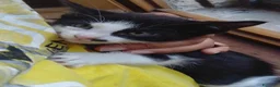 Meticcio gatti in regalo: Gattini  - Annuncio 5