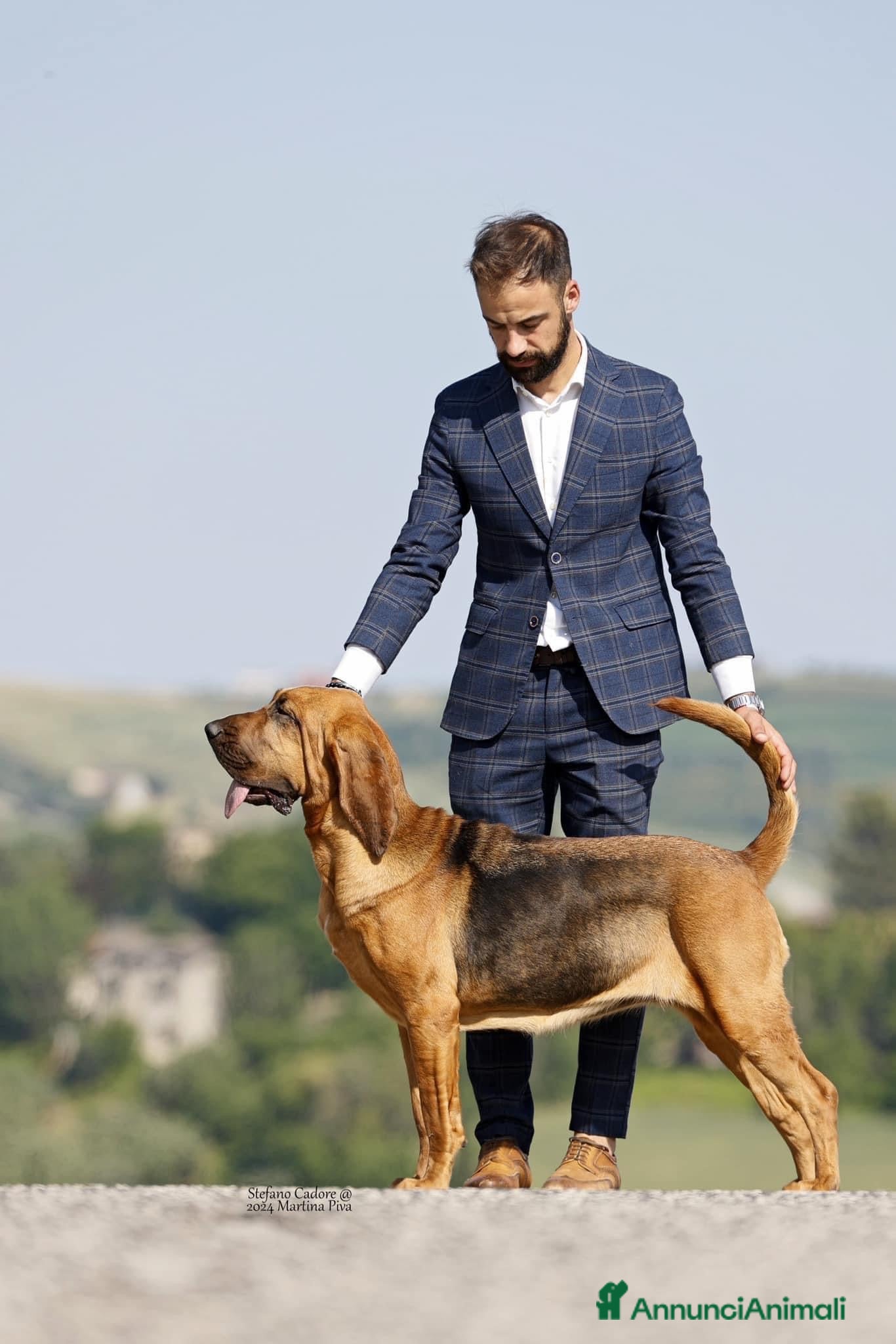 Bloodhound cani Cuccioli Bloodhound - Annuncio 18