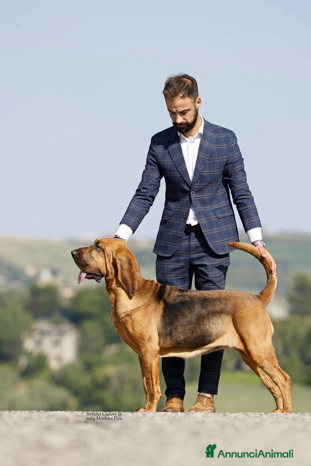 Bloodhound cani in vendita: Cuccioli Bloodhound - Annuncio 1